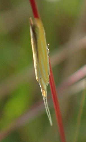 Coleophora sp.